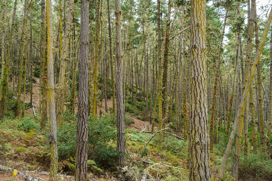 forest with tall trees