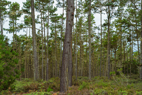 forest with tall trees
