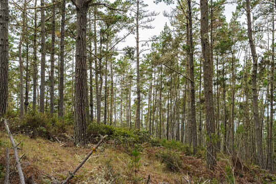 forest with tall trees