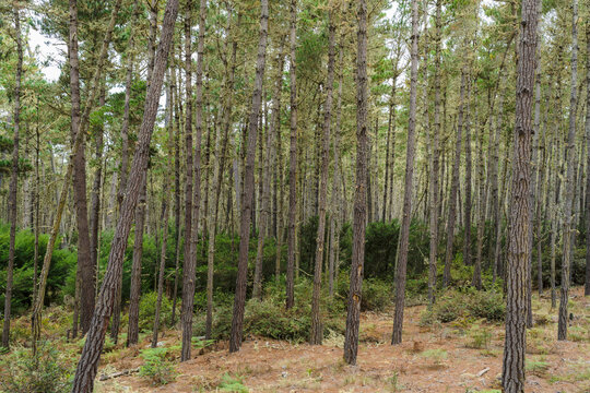 forest with tall trees