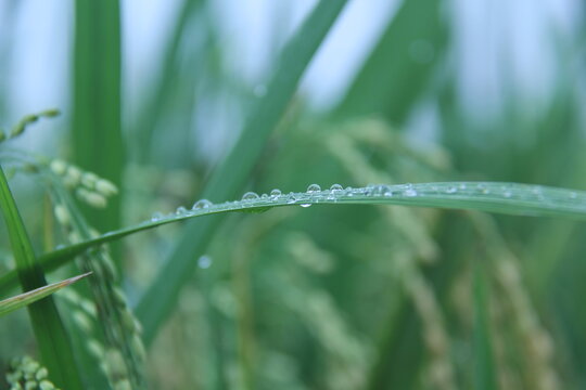 droplets of morning dew clinging to rice leaves in the green paddy fields