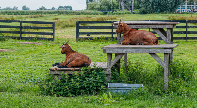 Zaanse Schans Windmills and Dutch Heritage