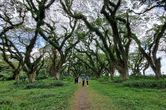 People walking under giant green canopy of trembesi rain trees in lush forest
