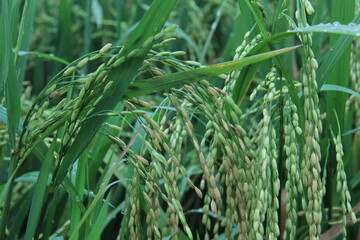 Obraz premium a cluster of yellowing rice stalks in the paddy fields