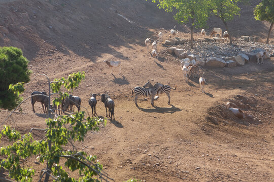 A group of zebras grazes in a zoo enclosure. The scene features several zebras with black and white stripes on dry ground, surrounded by sparse vegetation and rocks.