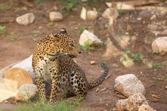 A leopard sits calmly on the ground in a zoo setting. The animal has a distinctive spotted coat and a long tail. Surrounding rocks and greenery are visible.