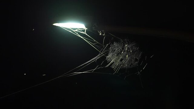 Tokyo,Japan - September 22, 2026: Cobweb illuminated with a street light at night