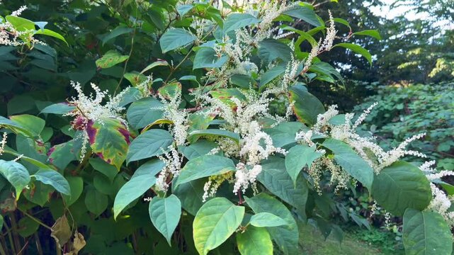 Flowering Japanese Knotweed (Fallopia japonica) an invasive plant in Abbek&aring;s, Skurup community, Scania, Sweden, Scandinavia