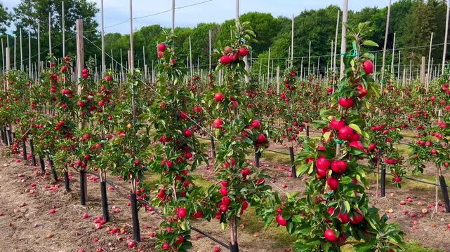 Apple plantation of Discovery apples in &Ouml;sterlen fruit district, Kivik, Scania, Sweden, Scandinavia