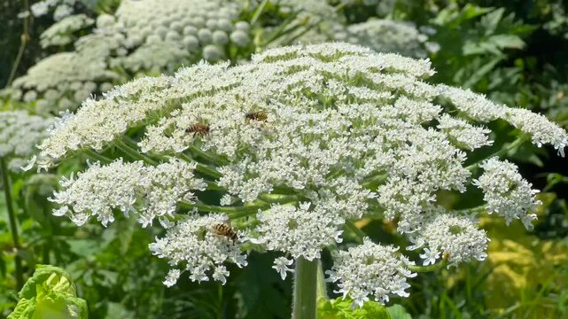 Giant hogweed (Heracleum mantegazzianum) in H&ouml;rte, Skurup community, Scania, Sweden, Scandinavia
