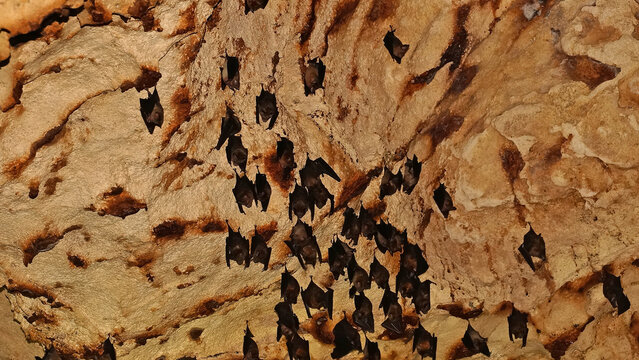Colony of small bats hanging upside down on limestone cave ceiling