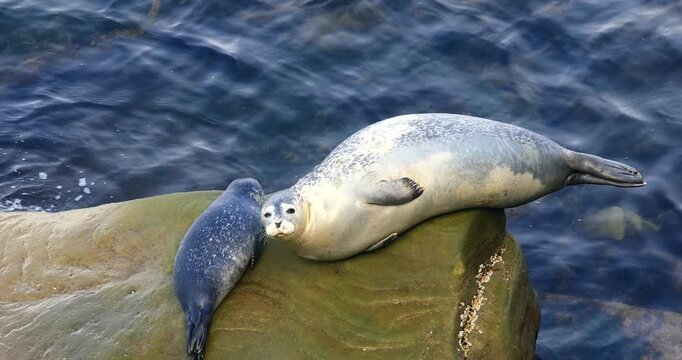 Harbor seal (Phoca vitulina), Female and baby seal hauled on rock at low tide to rest and regulate their body temperature. Forillon national park, Province of Quebec, Canada, North America