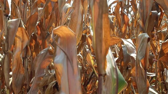 Golden corn crop ready for harvest in autumn with mature maize plants across a rural agricultural landscape