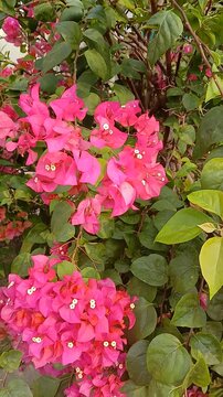 Pink bougainvillea flowers swaying in the wind

*Description:*
Close up footage of vibrant pink bougainvillea flowers with white buds blooming on a bush with green leaves swaying gently in the wind in