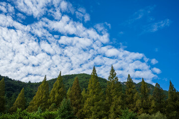 Scenic nature landscape of green coniferous pine forest and mountain under bright blue sky with white scattered clouds. © 완수 안