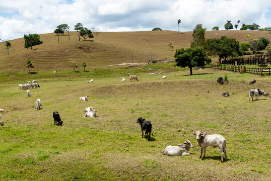 Cattle Grazing on Rural Pasture, Areia, Paraiba, Brazil, November 14, 2011
