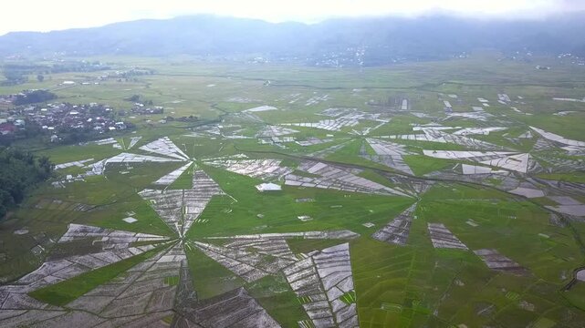 drone video of green paddy fields shaped like a giant spider web in Indonesia