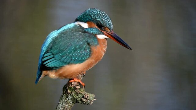 Common kingfisher (Alcedo atthis) fishing, Hesse, Germany