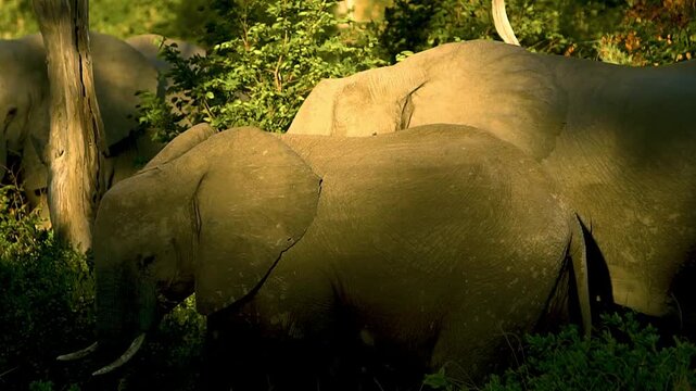 Elephants (loxodonta africana) herd in the forest, Moremi National Park, Botswana