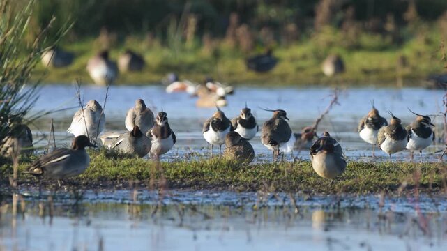 Northern Lapwing, Vanellus vanellus, birds on marshes at winter