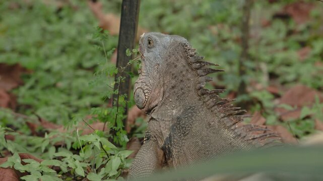 Green iguana Iguana iguana resting on grass in natural habitat, 4k 60fps video.