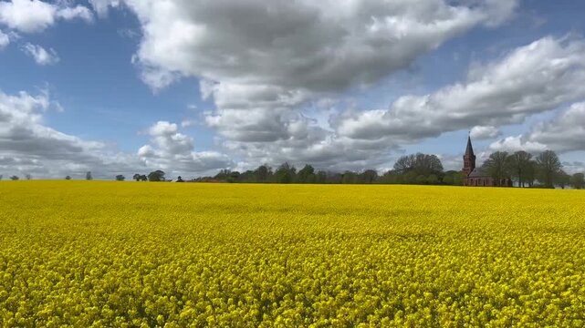 Field of rapeseed in &Ouml;ja, near Ystad, Scania, Sweden, Scandinavia