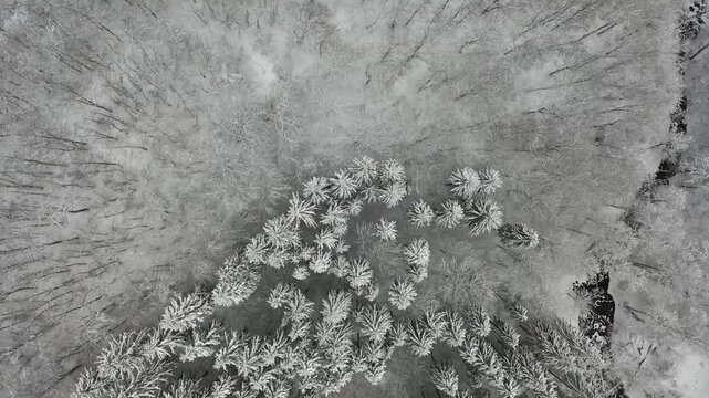 Winter in the Swabian Alb, forest with snow-covered trees, drone video, top-down, M&uuml;nsingen, Baden-W&uuml;rttemberg, Germany