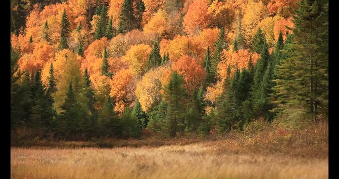 Forest in autumn, Colorful deciduous trees and some evergreen trees, Boreal forest, La Mauricie national park, Province of Quebec, Canada, North America