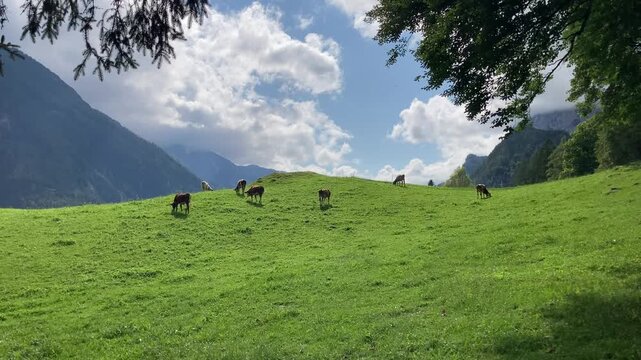 Cows or calves on pasture with cowbells in Ramsau near Berchtesgaden, Bavaria, Germany