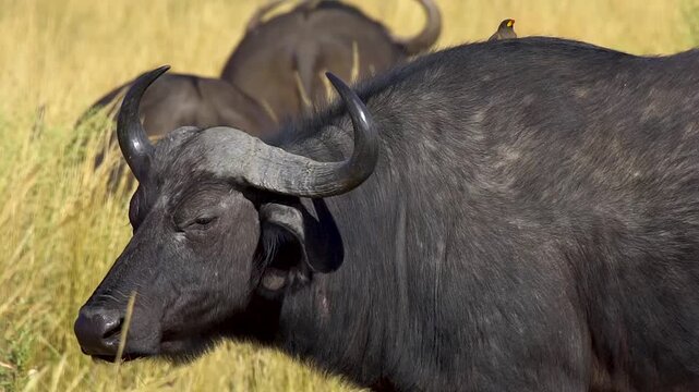 African buffalo (Syncerus caffer) with grub pickers in tall grass, Moremi National Park, Botswana