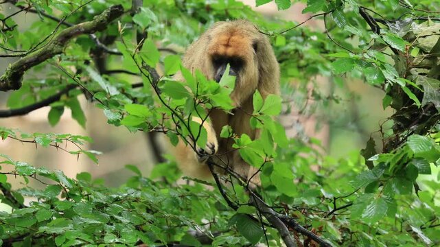 Black howler monkey (Alouatta caraya), adult, female, eating, Brazil, South America