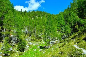 Larch forest above green pastures in Krma valley in Julian alps, Gorenjska, Slovenia © kato08