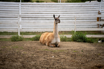 Fototapeta premium Guanaco camelid lying on ground in paddock near white wooden plank fence, representing South American wildlife and farm fauna.