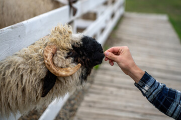 Person feeding carrot piece by hand to horned sheep over wooden fence in farm paddock during daytime. © Marina