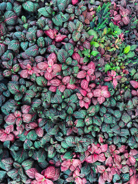 Fittonia known as the nerve plant is a genus of compact, low growing foliage plants in the family Acanthaceae