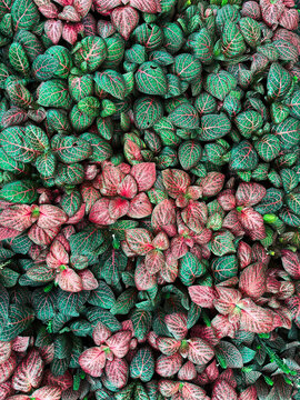 Fittonia known as the nerve plant is a genus of compact, low growing foliage plants in the family Acanthaceae
