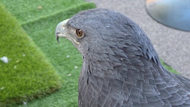 Detailed profile close-up shot of a Black-chested buzzard-eagle (Geranoaetus melanoleucus) looking around outdoors.