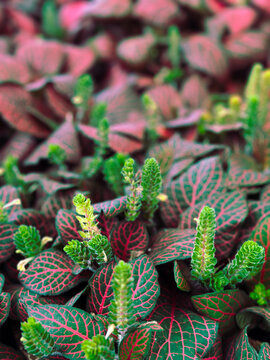 Fittonia known as the nerve plant is a genus of compact, low growing foliage plants in the family Acanthaceae