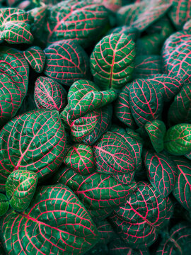 Fittonia known as the nerve plant is a genus of compact, low growing foliage plants in the family Acanthaceae