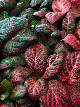 Fittonia known as the nerve plant is a genus of compact, low growing foliage plants in the family Acanthaceae