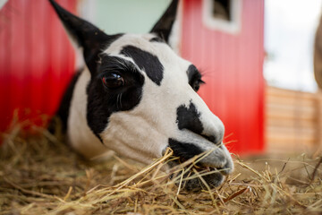 Fototapeta premium Spotted black and white llama eating dry hay in wooden barn stall on farm, representing livestock care, animal feeding, and rural agriculture.