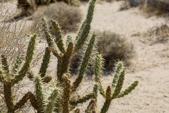 A California Cholla cactus at the Borrego Springs desert. Southwestern Desert Landscape.