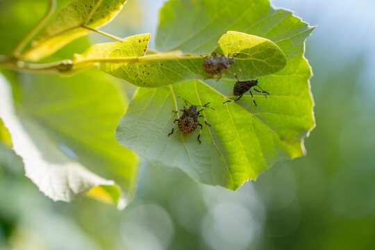 Brown marmorated stink bugs and nymphs crawling on underside of green linden tree leaves in sunlight, showing agricultural pest infestation.
