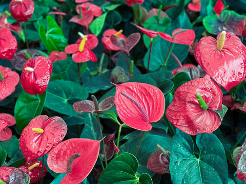 Anthurium andraeanum or Flamingo Lily is a herbaceous evergreen plant that grows to 40 cm in height. The dark green leaves are heart shaped and glossy