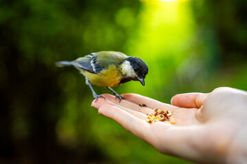 Great tit bird perched on human palm eating seeds outdoors in park, representing wildlife feeding, trust, harmony, and connection with nature. © Marina