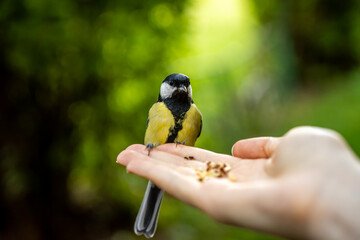Obraz premium Great tit bird perched on human palm eating seeds outdoors in park, representing wildlife feeding, trust, harmony, and connection with nature.
