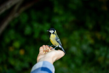 Great tit bird perched on human palm eating seeds outdoors in park, representing wildlife feeding, trust, harmony, and connection with nature. © Marina