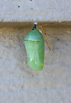 perfect monarch butterfly chrysalis with golden thread attached to surface rain dew water drops droplets