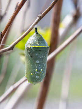 monarch butterfly chrysalis on twig with rain dew water drops droplets