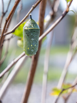 monarch butterfly chrysalis on twig with rain dew water drops droplets